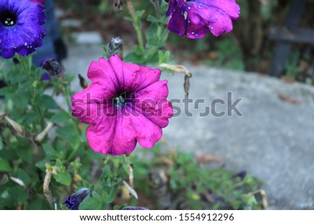 Petunia flower with blooming pink petals and open bud soft focus and blurred backyard background