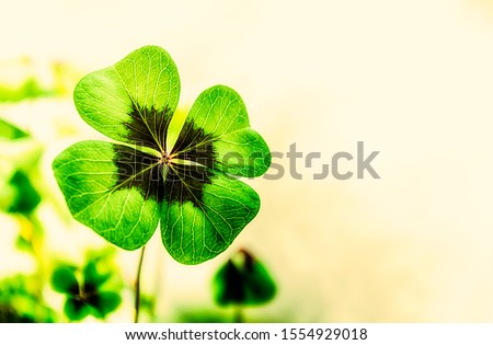 Four Leaf Clover with free space for text Royalty-Free Stock Photo #1554929018