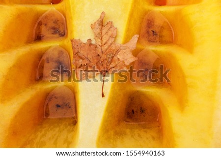 Dry red brown single maple autumn leaf on yellow plastic surface geometric background 
