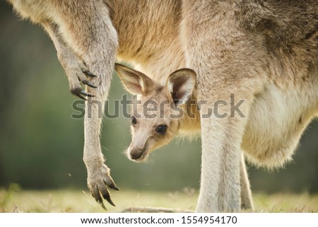 Wild kangaroo joey in open grass field at sunset with golden light in pouch