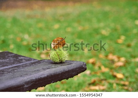 The chestnut fruit lies on a park bench in the fall afternoon.