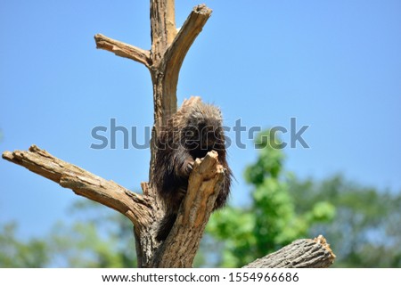 a north american porcupine on a tree.