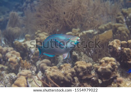 Queen Parrotfish on coral reef off Bonaire, Dutch Caribbean