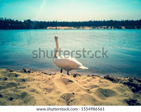 An elegant white swan on the beach of a lake. Picturesque nature sandy landscape. Blue water in a sunny day. Background for desktop, wallpapers, banners. Copy space for design