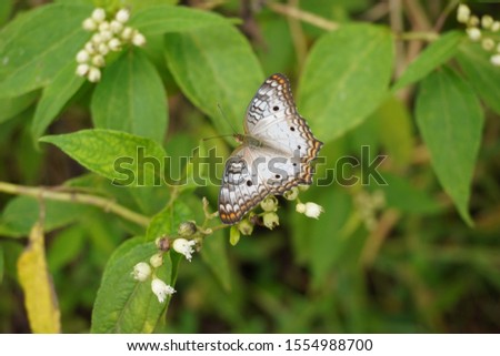 close-up of a Lycaena butterfly perched on a plant with roses