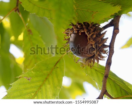 The fruit of sawtooth oak in early winter
