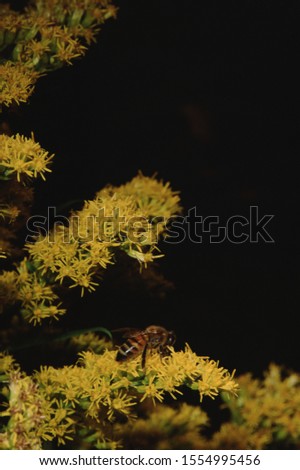 Honey Bee on Goldenrod Flower