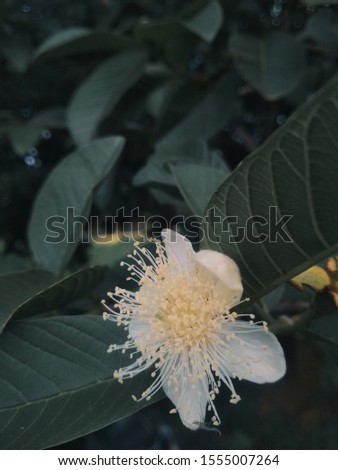 Guava flowers with a natural background