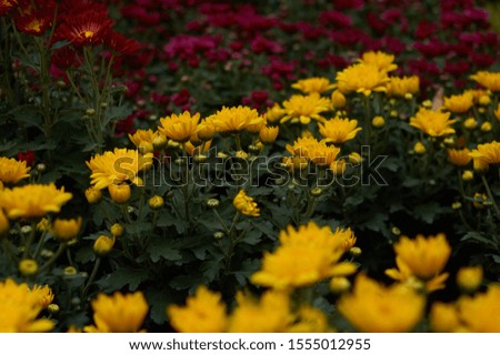 The chrysanthemum flowers in bloom