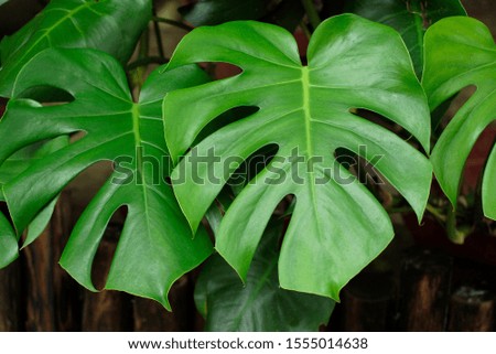 Outstanding green leaf in the Hong Kong garden