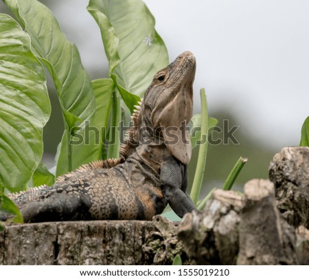 Big lizard over a tree with head up 