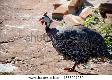 guinea fowl - domestic bird of african origin