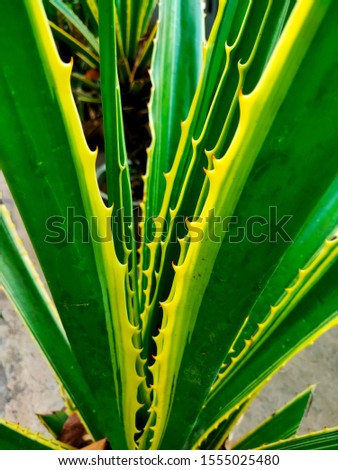 Leaf motifs of green and thorny ornamental plants. Beautiful yellow green leaf motif.  Abstract colors and shapes.