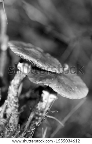 Wild mushrooms black and white edit macro background