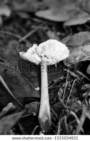 Wild mushrooms black and white edit macro background