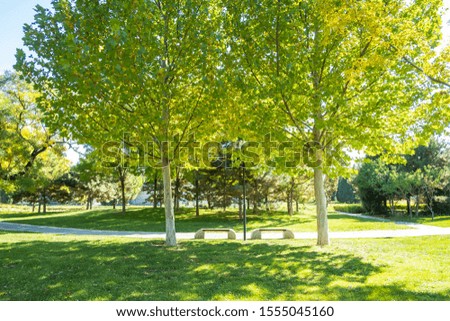 Autumn park lawn tree landscape