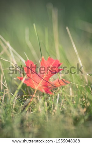 Red Maple Leaf in Green Grass