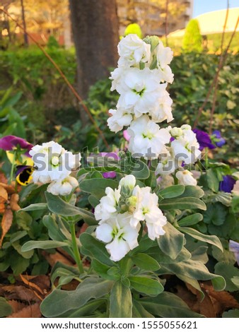 White Tenweeks stock flowers with blurred background. This flower is also known as Hoary stock, Brompton, Gilli flower