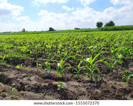 Amazing picture of corn crops in farm. Beautiful nature and landmark. Also the amazing view of sky and clouds.