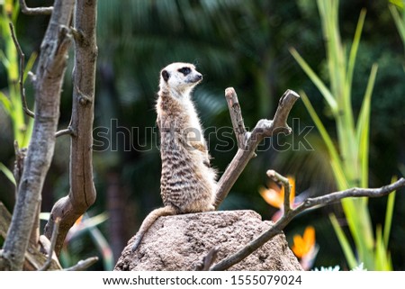 Meerkat standing upright and investigating in the bush