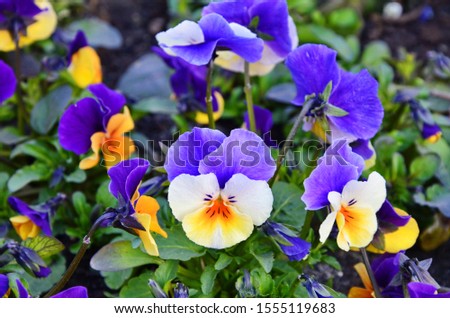 Decorative flowers of violets satellites and decoration of life
