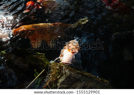 Koi Carps Fish Japanese swimming (Cyprinus carpio) in Goshiki-numa five colour pond.