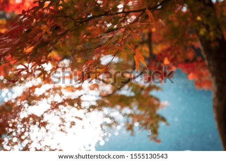 Autumn landscape. Colorful Japanese Autumn tree leaves.