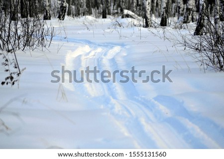 Snowmobile and ski tracks in the winter forest.