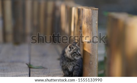 One cute little cat play in the countryside yard freely