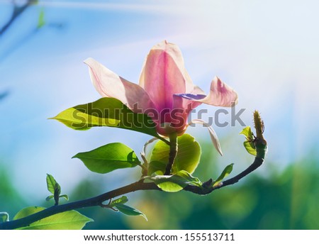 Pink abloom magnolia flower in sunny spring day with beautiful bokeh