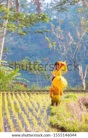 Balinese girls with yellow umbrella walking in the rice field - Bali, Indonesia