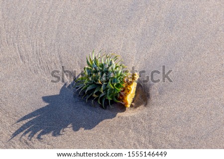 The top of the pineapple lies on the sand, abstract picture for design