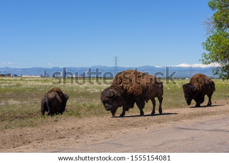 American Bisons with Denver city and Rocky Mountains in the background, Colorado, USA