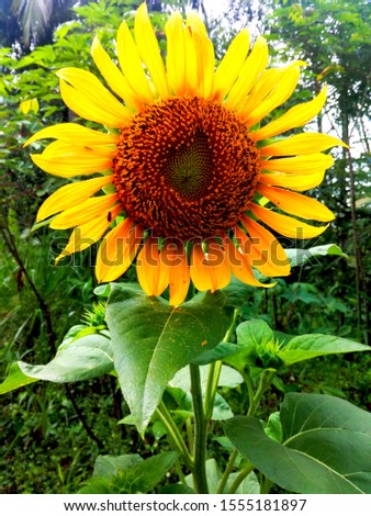 Beautiful Sunflower(Helianthus) for your
real good natural