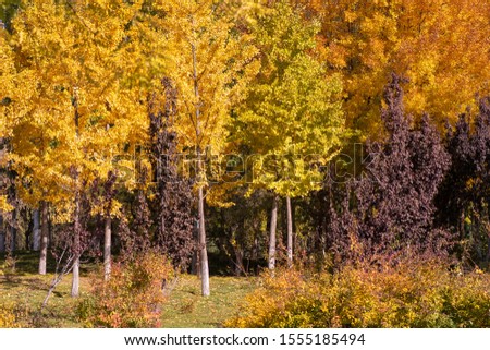 Trees with discolored leaves in the field in autumn