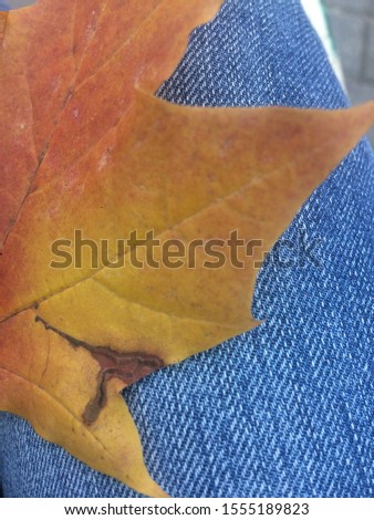 Autumn leaf that lies on the jeans
