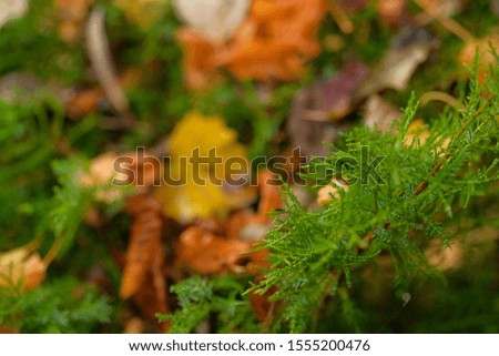 Autumn details. Fall colors background