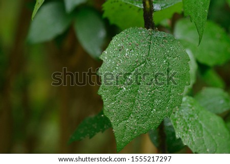 Honeydew (secretion) on a leaf in the forest Royalty-Free Stock Photo #1555217297