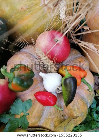 Autumn colorful garden harvest. Healthy bright fresh vegetables. 