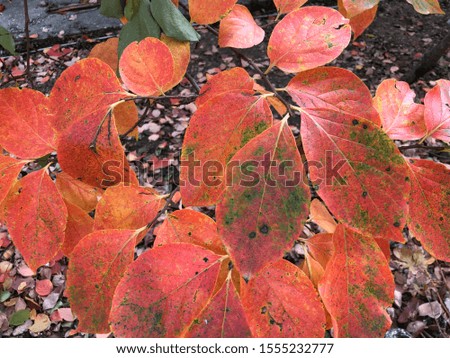 autumn leaves themed excellent back plans