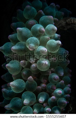 Blue bubble anemone komodo national park