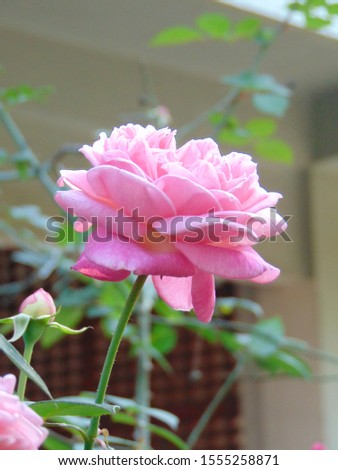  pink roses with extra  freshness