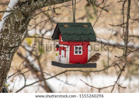 Bird feeder hanging from a tree. Red birdhouse with sparrow during winter in snow.