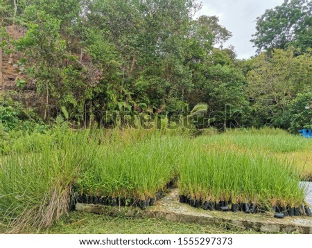 Fresh and greenish vetiver grasses ready to plant on the mountain hill to avoid erosion in Penampang, Sabah. Malaysia. Borneo.