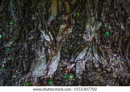 Picturesque bark of forest trees.