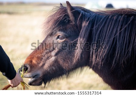 Icelandic horses running free in the fields. Concept about nature in iceland
