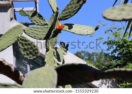 A photo of exotic plants, tropical plants