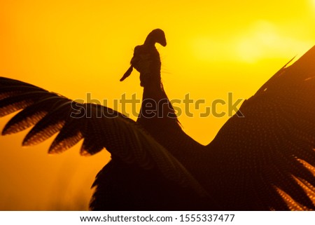 Silhouette of a guineafowl stretching its wings ooking over a golden ocean sunset.