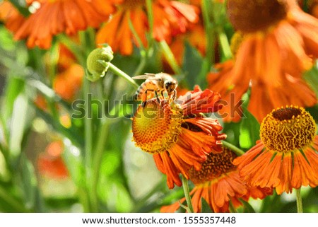 Bee collecting nectar from orange flower. High resolution photo