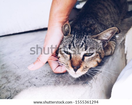 Wonman hand playing with belove pet, Scratching the chin of macorral black and brown cat